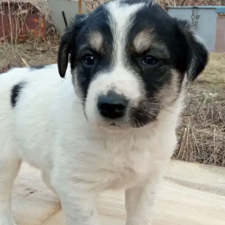 Отдам щенят, фотография 4