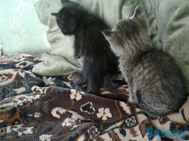 Отдам котят в добрые и заботливые руки, фотография 2