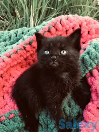 Котята вислоухие, фотография 3