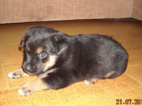 Отдам, фотография 1