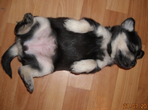 Отдам, фотография 2