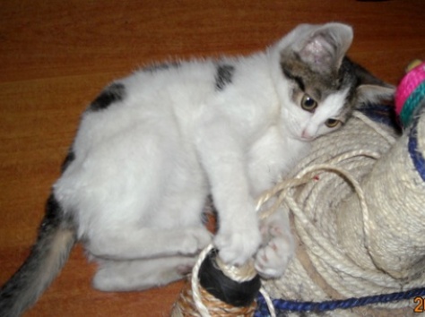 Отдам, фотография 1