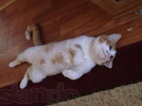 Очаровательный рыжий котик в дар, фотография 2