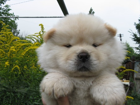 продам щенков чау-чау, фотография 2