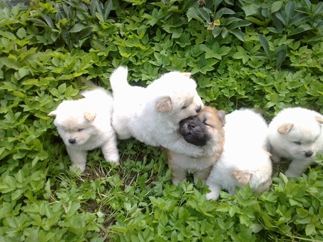 продам щенков чау-чау, фотография 4