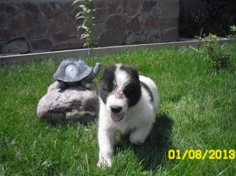 продам элитных щенят алабая , фотография 2