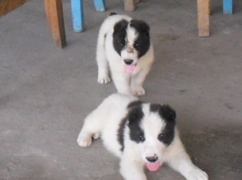 продам элитных щенят алабая , фотография 3