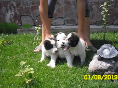 продам элитных щенят алабая , фотография 5