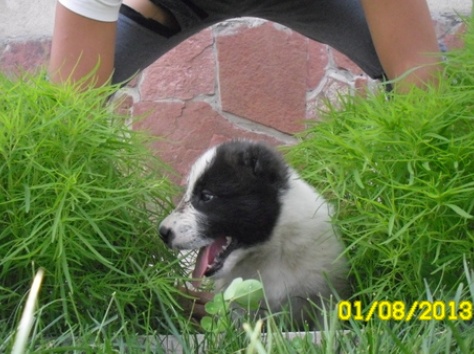 продам элитных щенят алабая , фотография 6