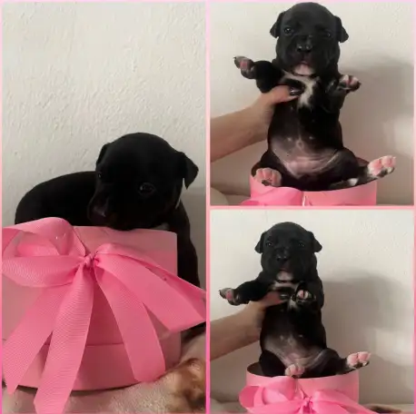 Готовятся к продаже щенки питбуля,родившиеся 7 января. Прекрасный подарок для ценителей породы! Остались 4 девочки один, фотография 3