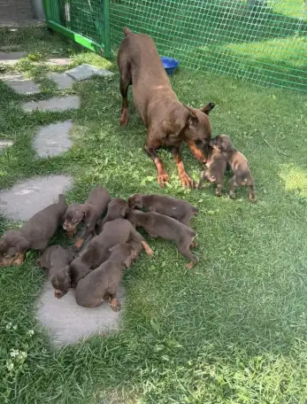 Щенки добермана, фотография 6