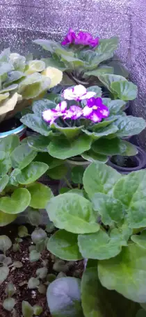 Продам цветы дешево, фотография 11