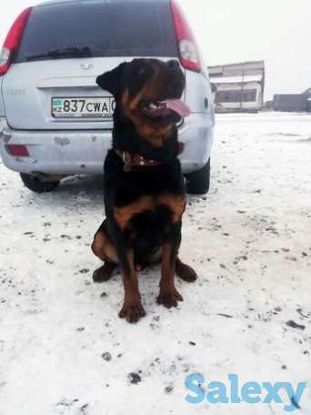 Продам ротвейлера, фотография 1