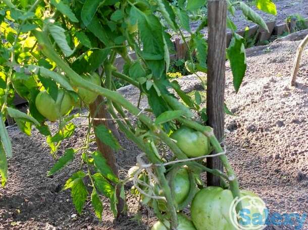 Семена Томат Вельможа (Буденовка) 20 шт, фотография 1