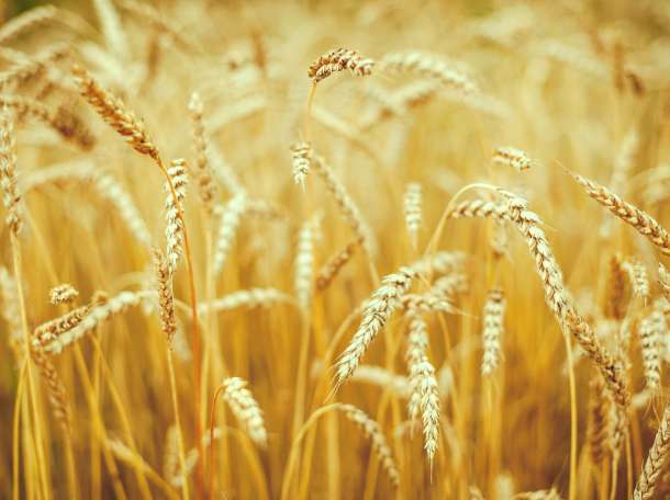 Пшеница 3-4-5 класса , фотография 1