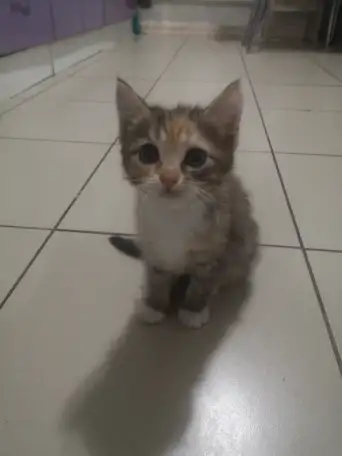 Отдам даром котят., фотография 2