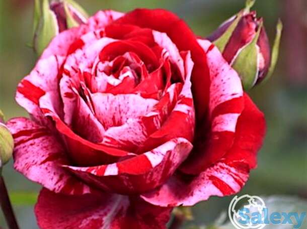 Роза Анри Матисс чайно-гибридная, фотография 1