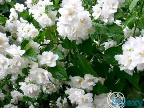 Чубушник букет блан, фотография 1