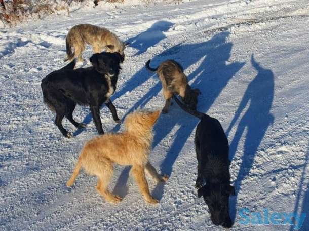 Щеночек ищет хозяина, фотография 3