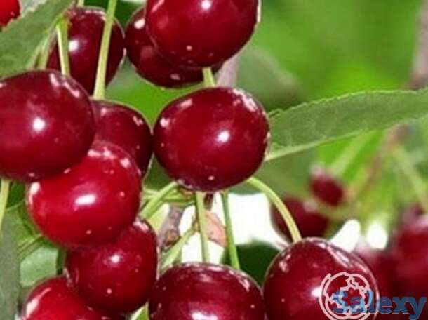 Вишня уральская рубиновая, фотография 1
