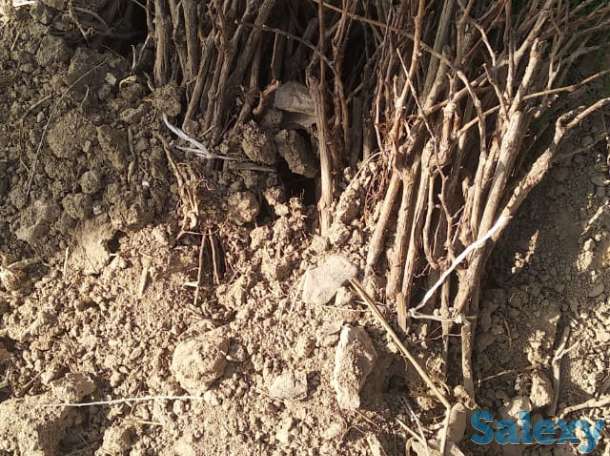 Саженцы винограда Кульджинский, фотография 2