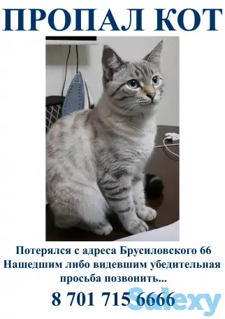 Пропал кот, фотография 1