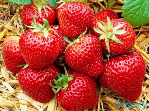 Рассада клубники Дуглас, фотография 1