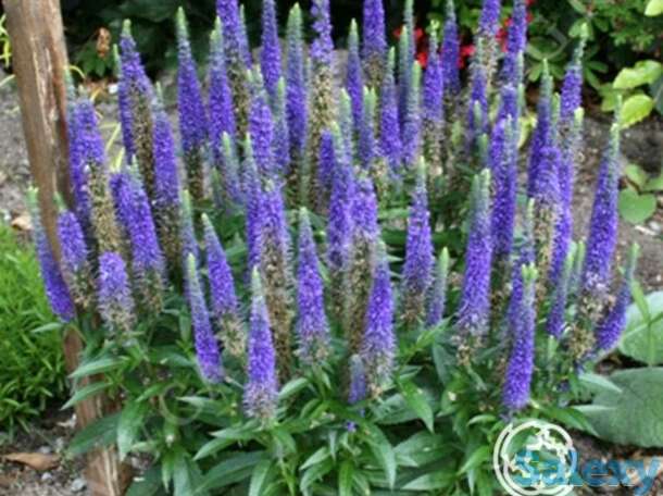 Вероника колосистая Ульстер Дварф Блю, фотография 1