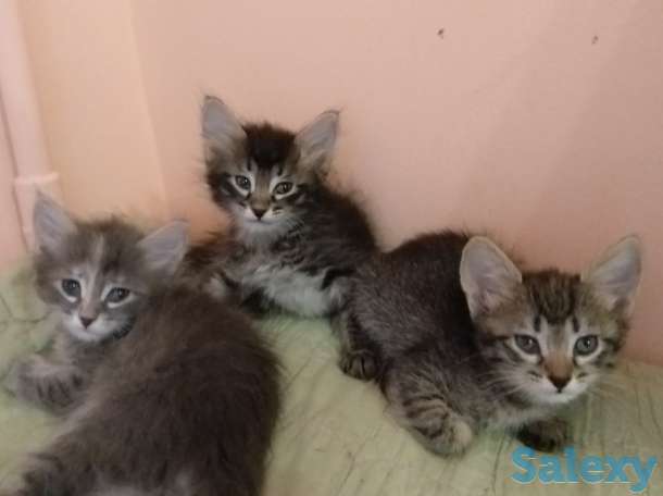 Отдадим котят в хорошие руки, фотография 3