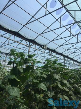 Теплица с выручкой от 6 млн. тенге в месяц!, фотография 2