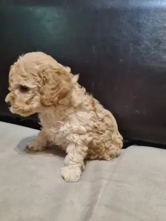 Продам щенков Той пуделя, фотография 2