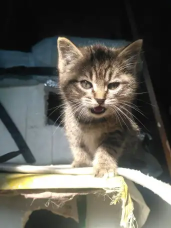 Отдам котят в заботливые руки, фотография 2