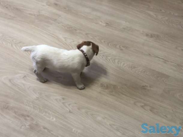 Продам щенка, фотография 1