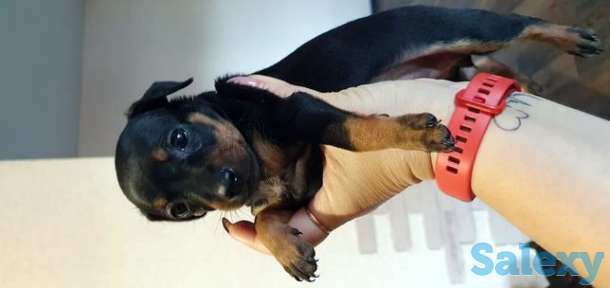 Карликовый пинчер, фотография 1