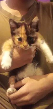 Отдам котенка, фотография 1