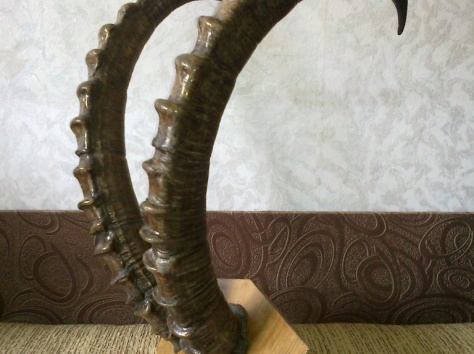 рога архара старые, фотография 2