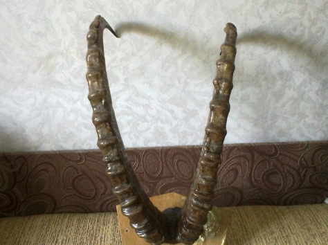 рога архара старые, фотография 3