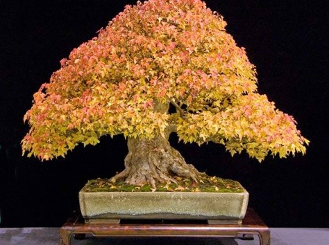 Комнатные растения по выгодным ценам, фотография 2