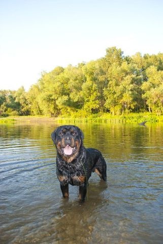 Щенки ротвейлера от Титулованной пары, фотография 1