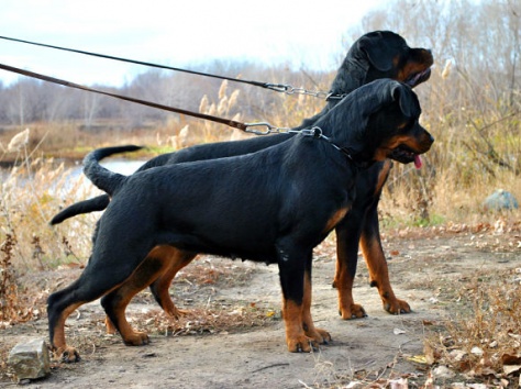 Щенки ротвейлера от Титулованной пары, фотография 6