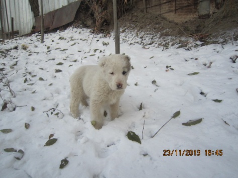 Щенок алабая с документами., фотография 1