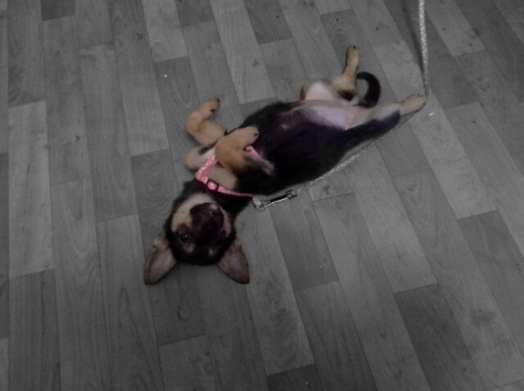 Отдам очень милого щеночка в хорошие руки., фотография 1