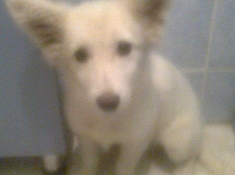 срочно!!отдам собаку., фотография 1