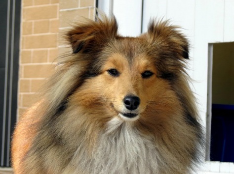 щенки шелти, фотография 1