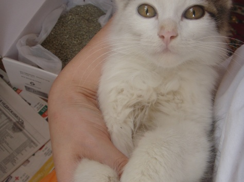 Отдам ласкового котенка с приданым в добрые руки, фотография 1