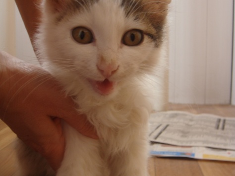 Отдам ласкового котенка с приданым в добрые руки, фотография 2