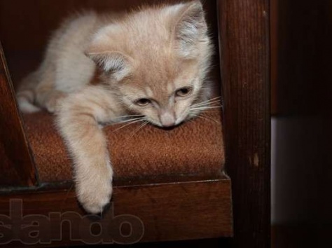 Очаровательный малыш ищет любящих хозяев  , фотография 1