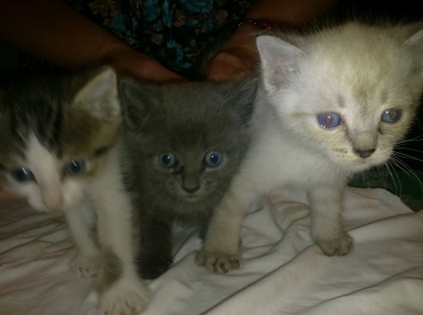 Котята ищут любви, фотография 1