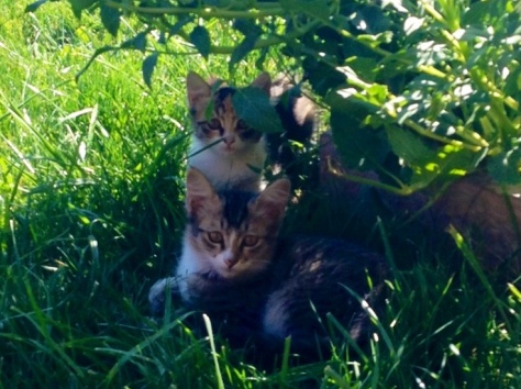 Отдам котят в хорошие руки!, фотография 1