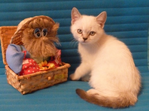 британские котята, фотография 2